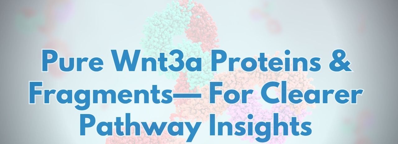 Breakthrough Tools for Wnt Pathway Research – Explore Our Wnt3a Collection